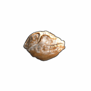 Sourdough Bread